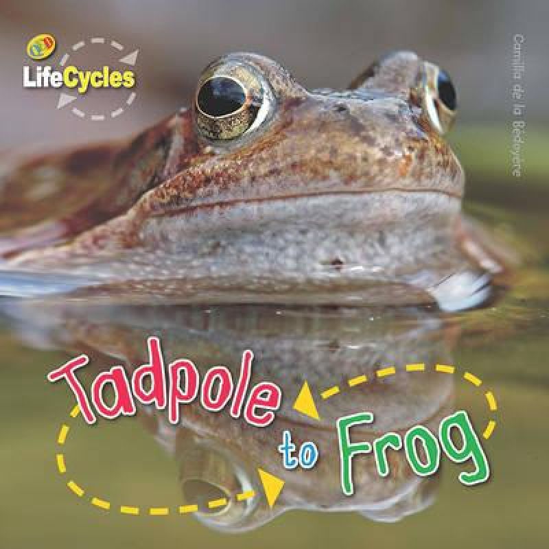 TADPOLE TO FROG (PB) - LIFECYCLES* (Nuevo)