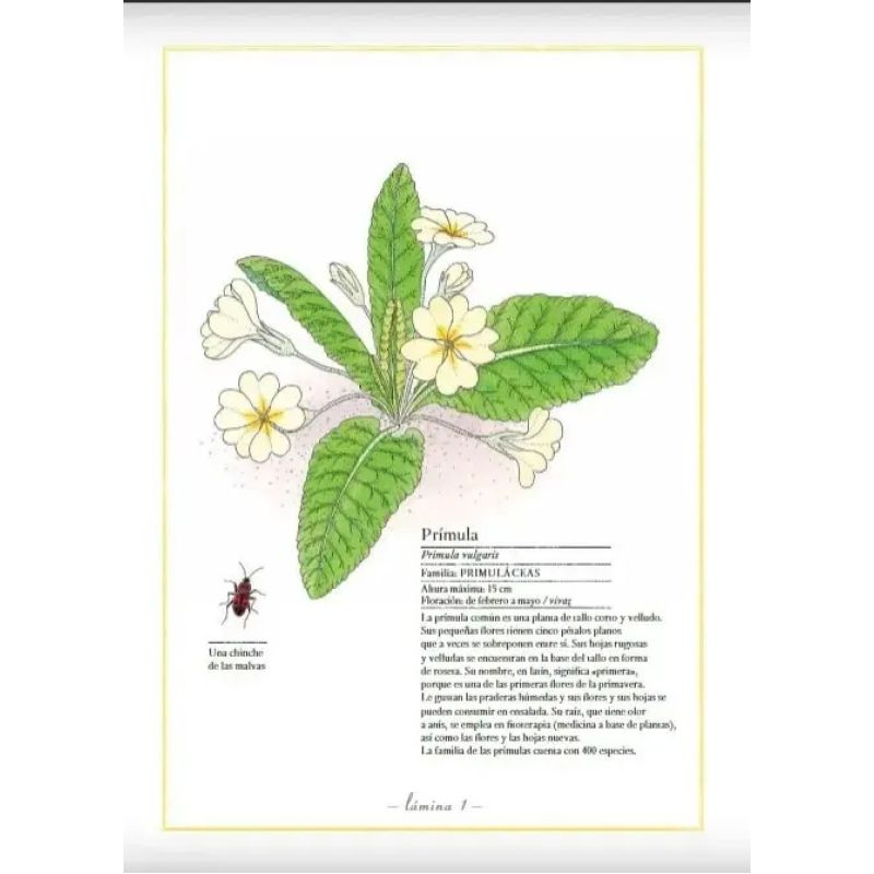 INVENTARIO ILUSTRADO DE FLORES (Nuevo) - Miniatura 3