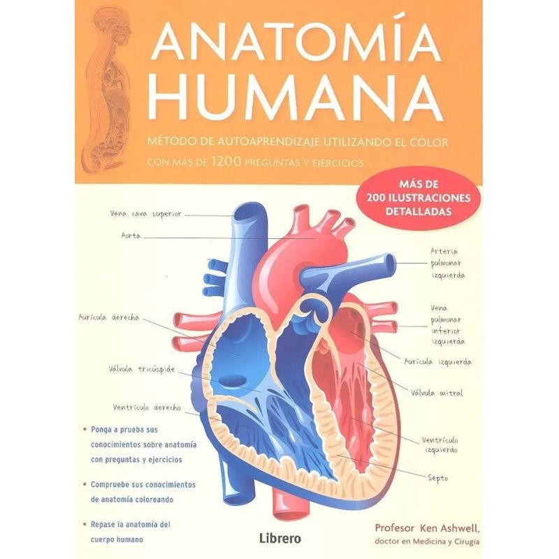ANATOMIA HUMANA CORAZON V1 (Nuevo)