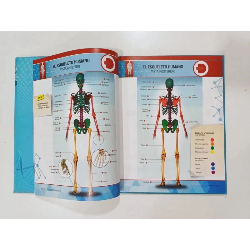ENCICLOPEDIA DEL CUERPO HUMANO  (TD) CON REALIDAD AUMENTADA (Nuevo) - Miniatura 5