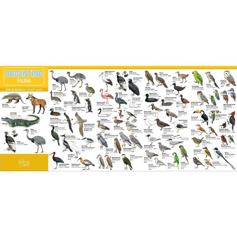 GUIA DE BOLSILLO ARGENTINA FAUNA ESPAÑOL-INGLES (Nuevo) - Miniatura 2