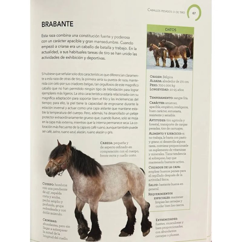 ENCICLOPEDIA ILUSTRADA DEL CABALLO - TD - Miniatura 2